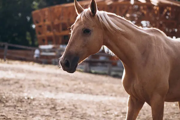 Brun Häst Ranch — Stockfoto