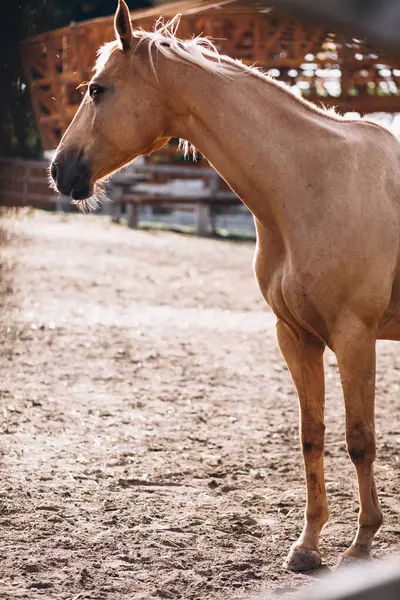ランチでブラウンの馬 — ストック写真
