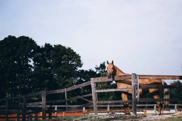 牧场上的棕色马 — 图库照片