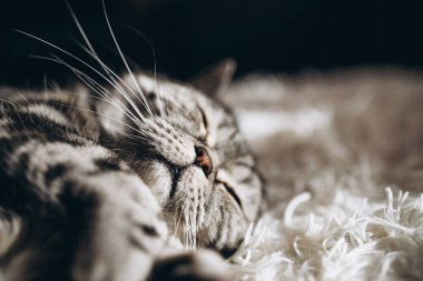 Kanepede uyuyan evcil kedi.
