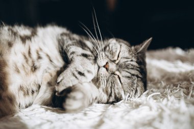 Kanepede uyuyan evcil kedi.