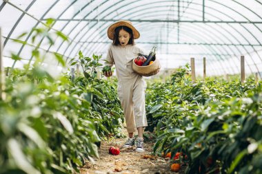 Genç kız serada sebze topluyor.