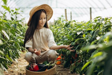 Genç kız serada sebze topluyor.