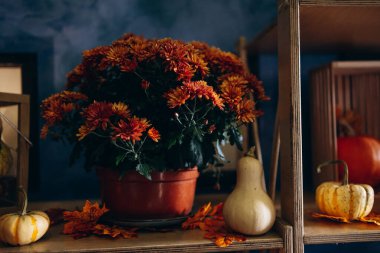 Rafta mevsimlik süslemeleri olan çiçekler ve balkabakları