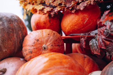 Farklı renkte kabaklar ve arkaplan resmi