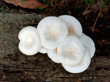 Yazın ormanda düşen bir ağaçta beyaz mantarlar büyüyor..