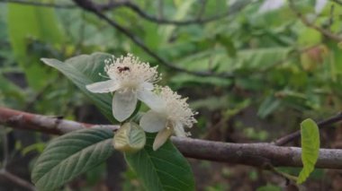 Guava ağacının beyaz çiçekleri sabahleyin açar. Guava tıbbi bir bitki.