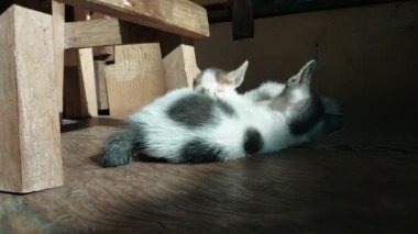Evin içindeki oyun odasında iki sevimli kedi yavrusu oynuyor.