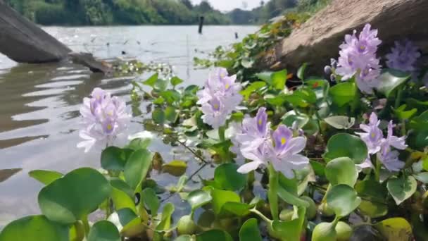Flores Púrpuras Bailando Debido Ráfagas Viento Flores Jacinto Agua Eichornia — Vídeo de stock