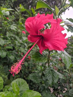 Bahçede açan kırmızı amber çiçeği yapraklarına yağmur damlaları damlıyor..