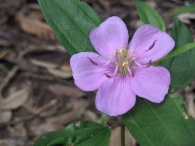 Melastoma malabatricum 'un güzel mor çiçeklerini kapatın. Sabah bahçede çiçek açıyor..
