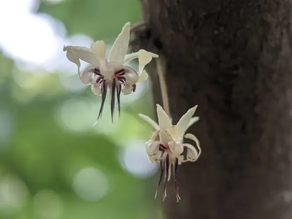 Flowers of a plantation plant with the scientific name Theobroma cacao on a tree in an Indonesian cocoa plantation in the rainy season, Close-up