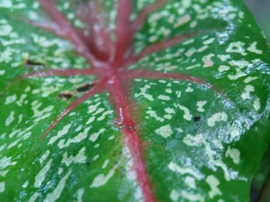 Caladium bicolor yaprak dokusu arkaplanını kapat. (Caladium bicolor)