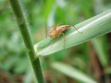 Oxyopes salticus örümceği sabah su damlacıklarıyla bir yaprağın üzerinde