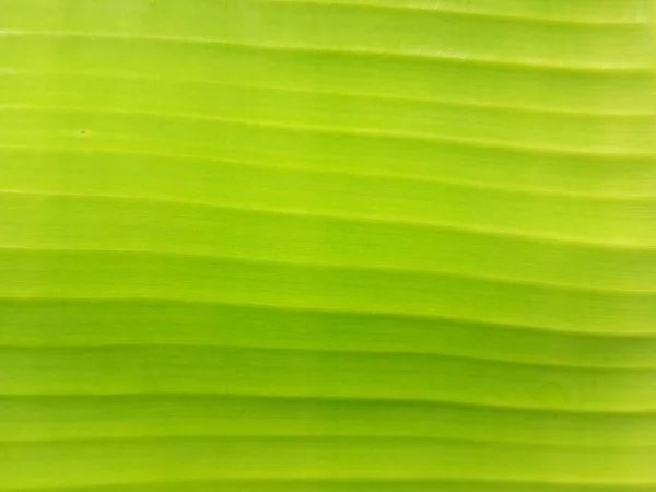 Close up of green banana leaf texture background. Natural green background.