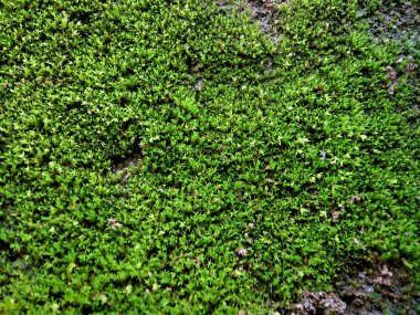 Taş duvarda büyüyen yeşil yosunları kapat