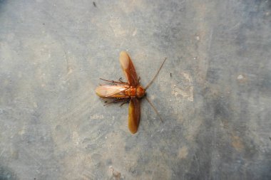 Top view of dead cockroach on concrete cement floor. clipart