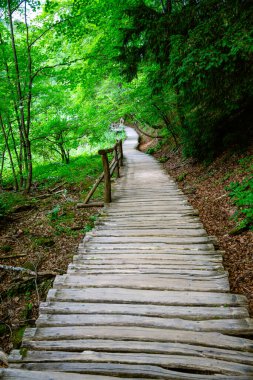 Ormandaki tahta yol. 