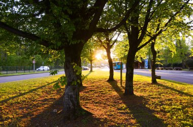 Sonbaharda altın günbatımında parktaki ağaçlar