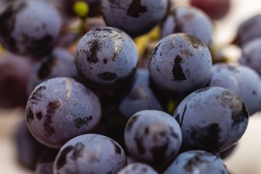 Koyu mor üzümler. Hasat konsepti. Sonbaharda üzüm bağındaki üzümlerden toplanan taze üzümlerin detaylı görüntüsü.