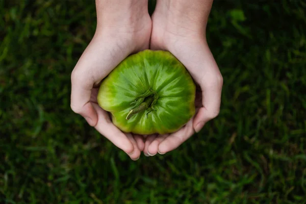 Hands of a young girl holding a green tomato from the garden on wild background. Concept of environment and sustainability. New generations aware of the environment. Selective focus.