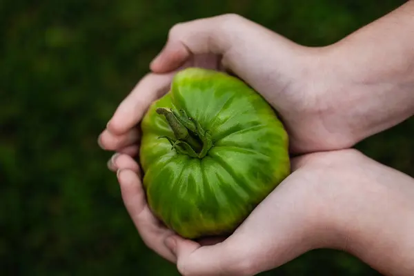 Hands of a young girl holding a green tomato from the garden on wild background. Concept of environment and sustainability. New generations aware of the environment. Selective focus.