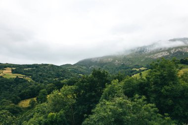 Dağlarda bulutlar ve sis olan yeşil bir ormanın doğal manzarası. Doğa, orman ve çevre kavramı