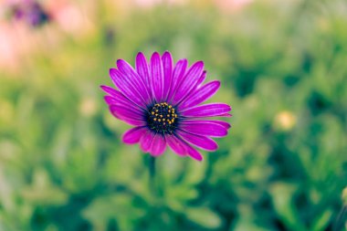 Bahçenin yeşil arka planına sahip bir Dimorphotheca ecklonis 'in (Cape marguerite) yakın görüntüsü. Bahar ve çiçek konsepti