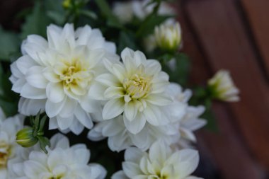 Dahlia Pinnata Blanca 'nın beyaz çiçeklerine yakından bak. Çiçek açan konsept, doğa ve bahar