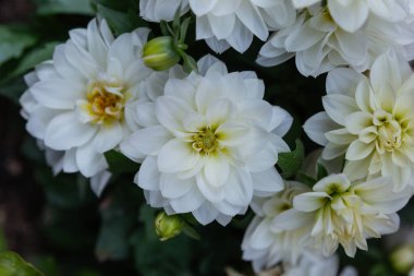 Dahlia pinnata beyazı, yukarıdan görülen beyaz Dahlia çiçeklerinin yakın görüntüsü. Çiçek açan konsept, doğa ve bahar