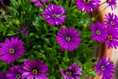 Bir kaptaki birkaç Dimorphotheca ecklonis (Cape marguerite) çiçeğinin üstünden görüntüle. Bahar ve çiçek konsepti