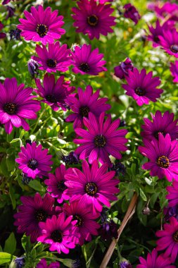 Dimorphotheca ecklonis (Cape marguerite) grubu yeşil bir bahçede çiçekleniyor. Bahar ve çiçek konsepti