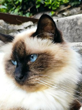 İranlı kediler öküzlerin üzerine oturur.