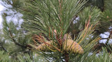 Şanslı Yonca ve sarı tavuk