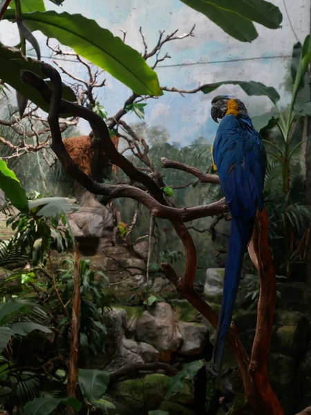 Blue Orange Ara Dem Jungle — Stockfoto