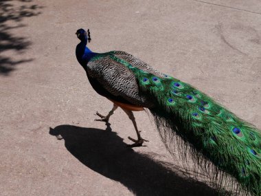 Parktaki tavus kuşu