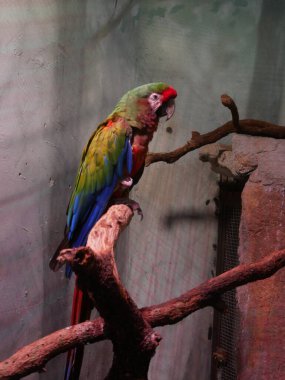 ARA ya da GUACAMAYO BİR BANKA ÇALDI