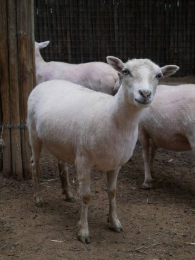 Hayvanat bahçesinde gülümseyen beyaz gemi.