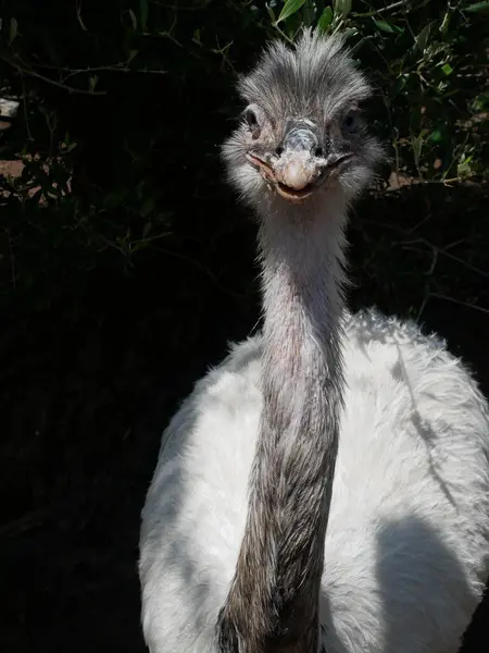 BEYAZ NANDU veya RHEA gülüyor