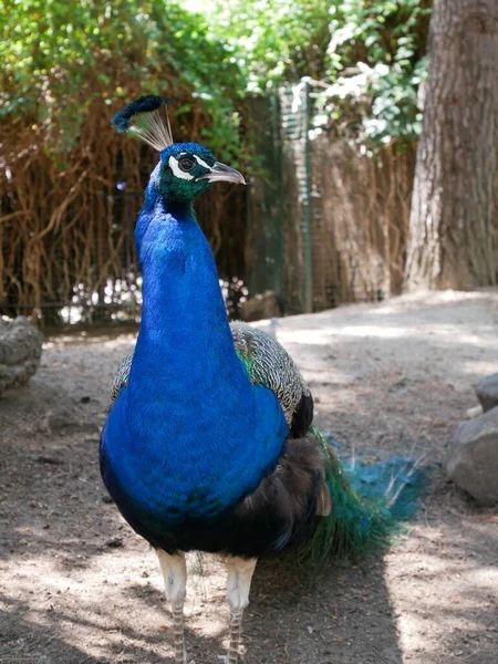 Closeup Peacock Park — стокове фото