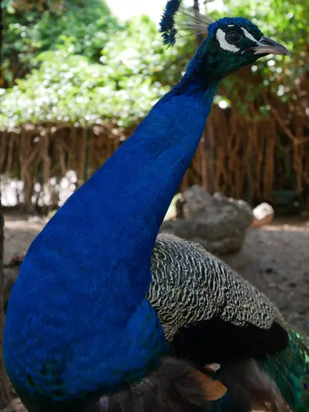 Fredsbevarande Resurs Parken Closeup Peacock — Stockfoto