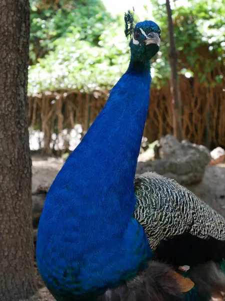 Closeup Peacock Park — Stock Photo, Image