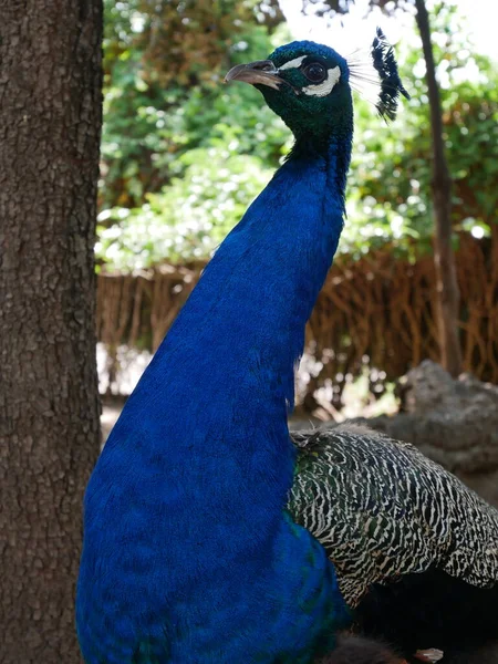 Fermeture Peacock Dans Parc — Photo