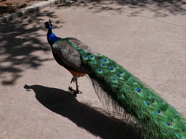 Pavo Real Parque — Foto de Stock