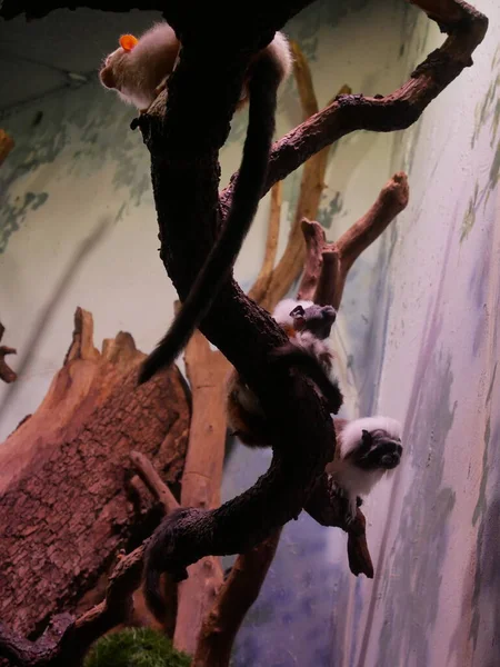 İKİ COTTON-TOP TAMARINS