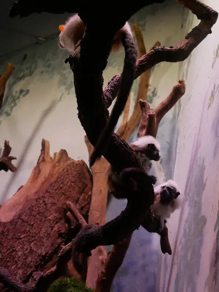 İKİ COTTON-TOP TAMARINS