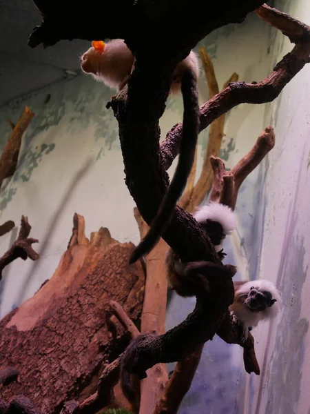 İKİ COTTON-TOP TAMARINS