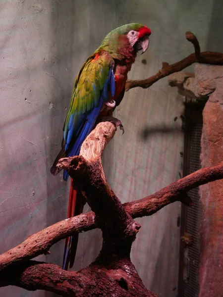 ARA ya da GUACAMAYO BİR BANKA ÇALDI