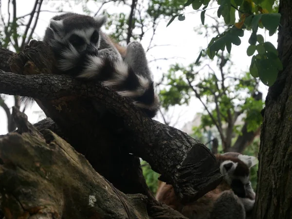 Black White Lemur Dormir Sobre Árbol —  Fotos de Stock