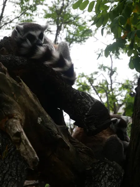 Black White Lemur Dormir Sobre Árbol —  Fotos de Stock